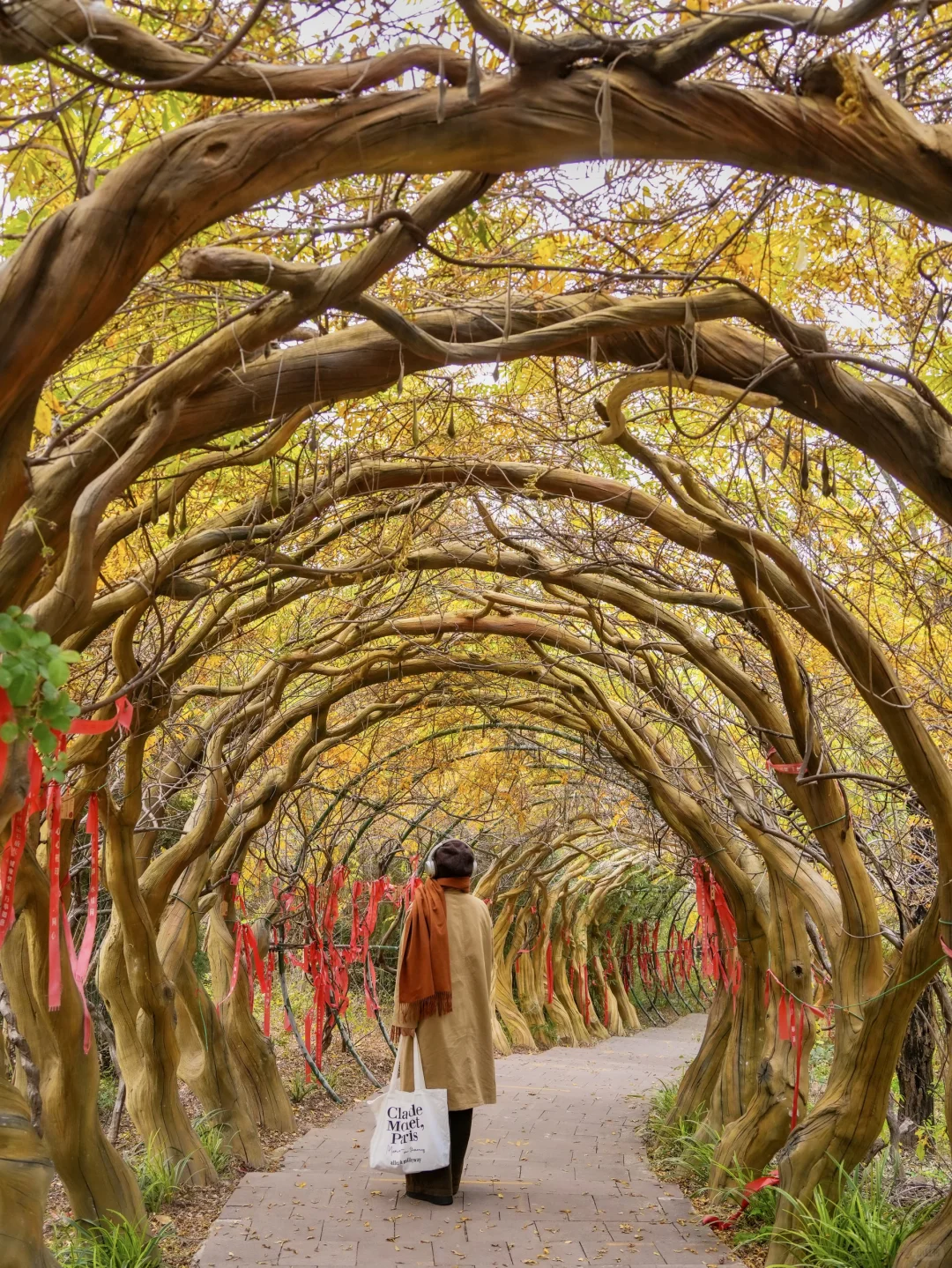 为了这片顶级秋色…在徐州暴走了两小时‼️