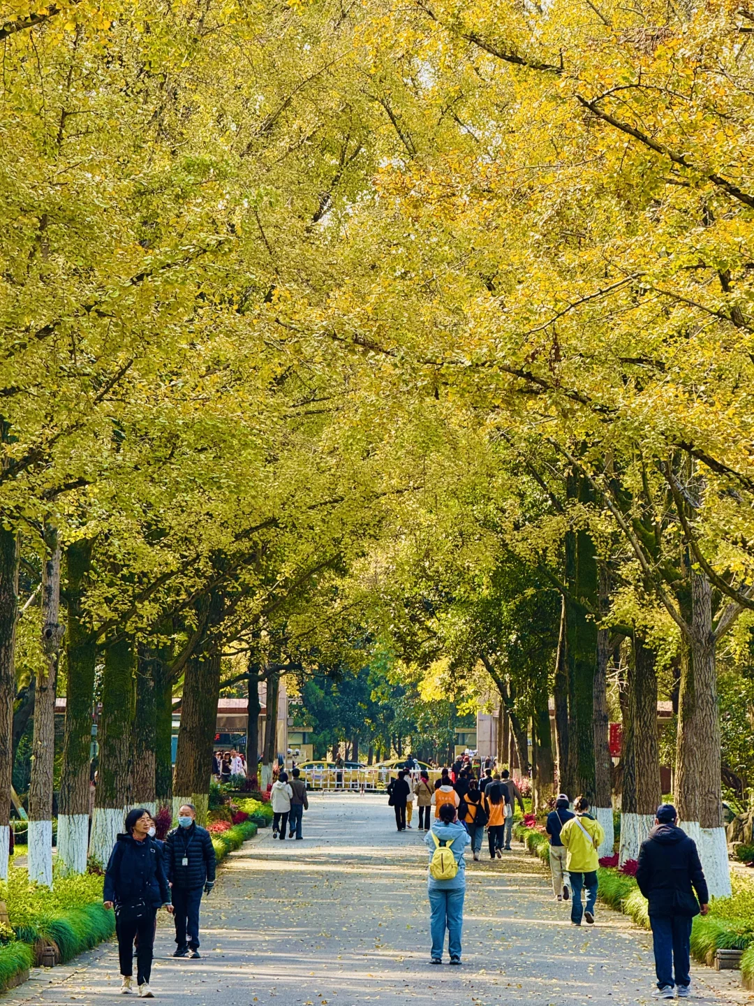2025.11.12 | 南京中山植物园银杏杀疯了！！！