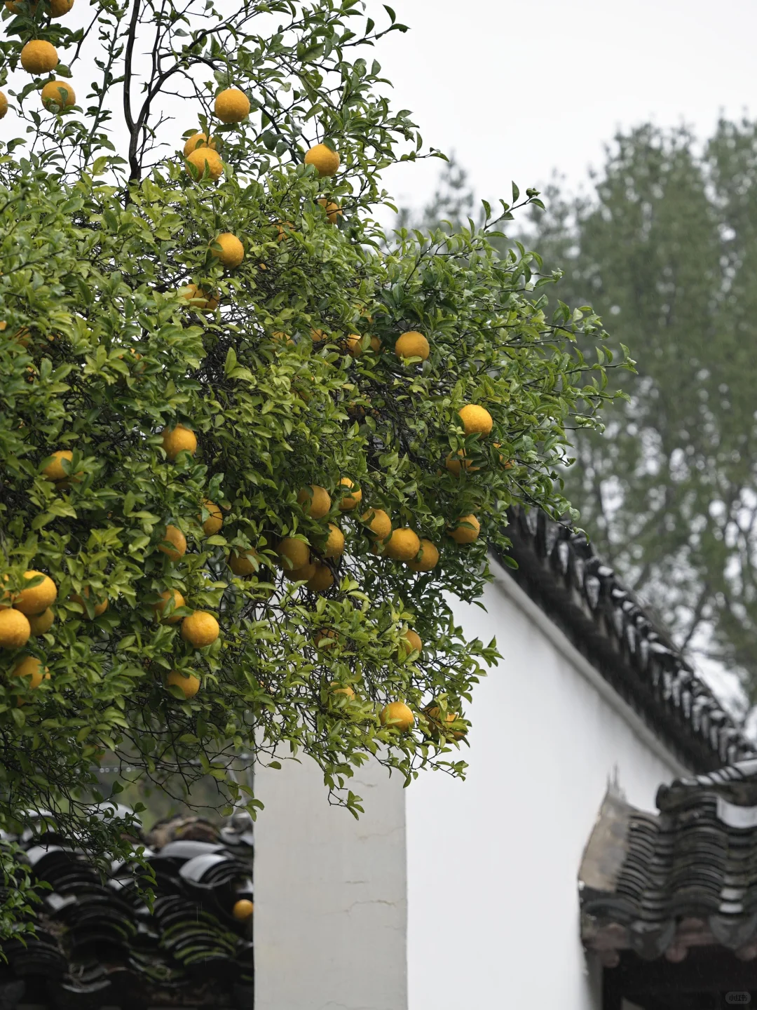 为了这棵树，我赶回了南京