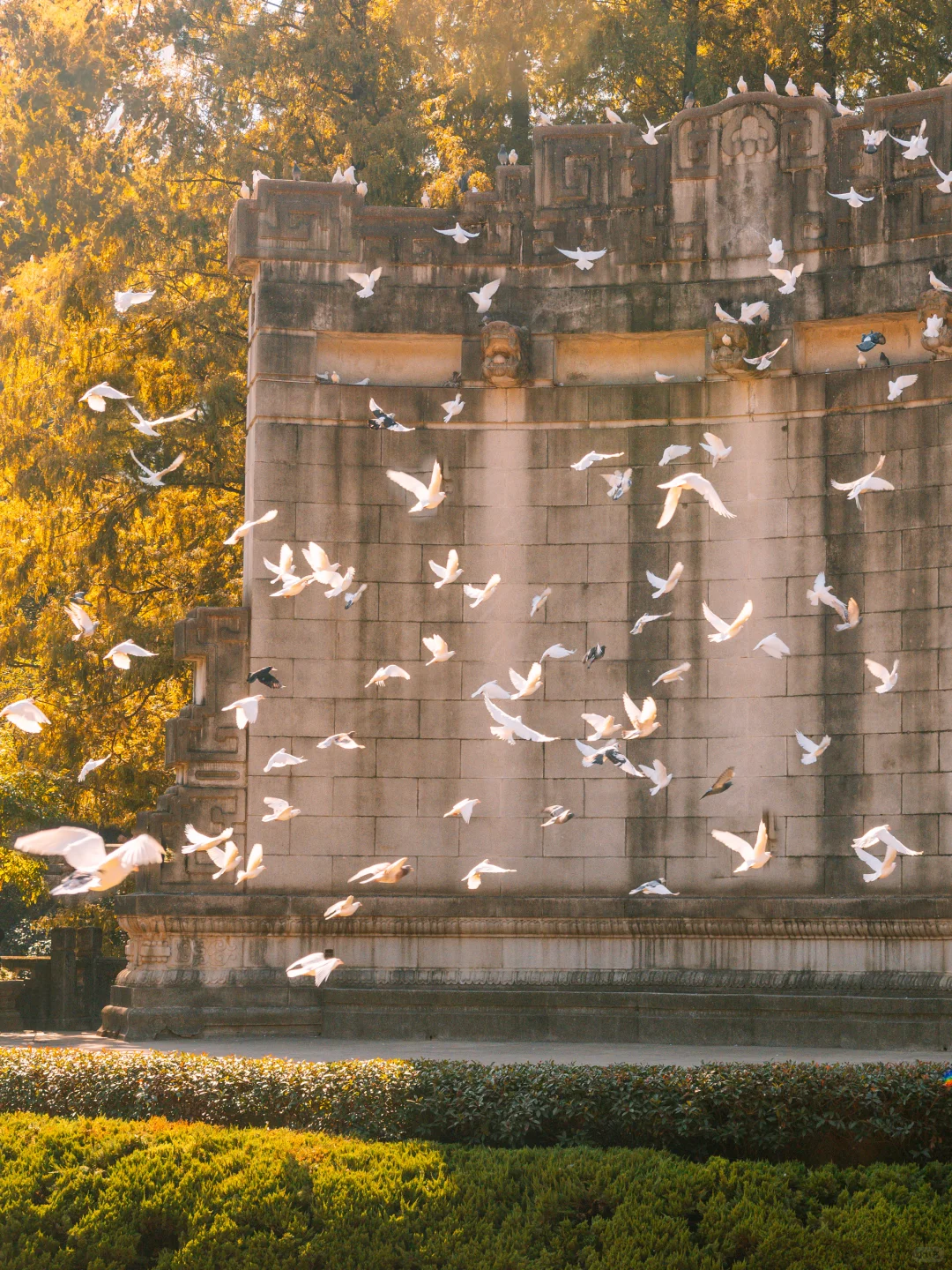 我宣布！没有一个城市比南京更懂得秋天❗️
