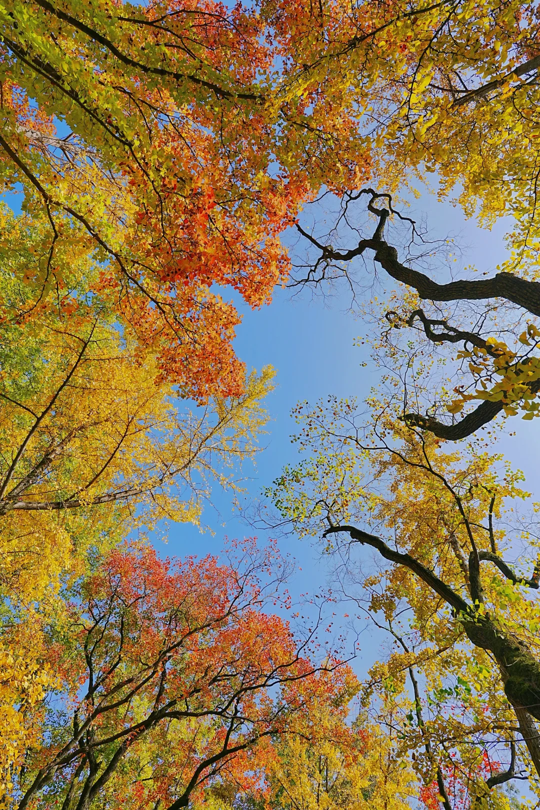 11.10实拍｜在明孝陵抬头看树时被美哭了😭