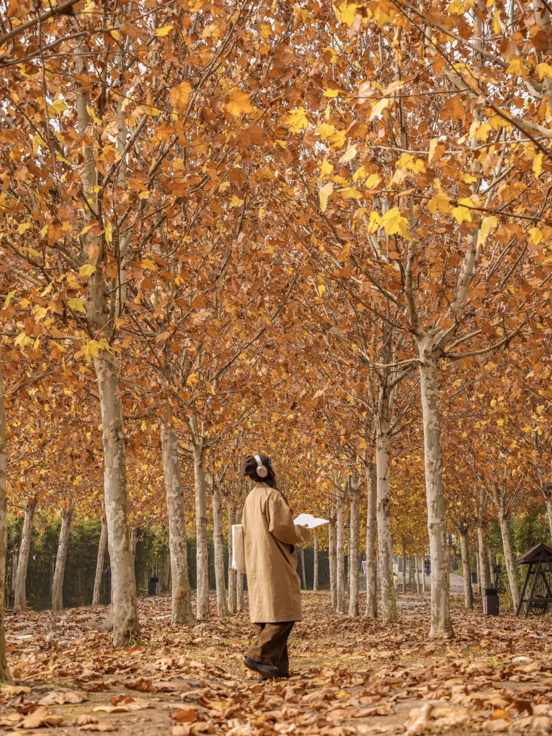 为了这片顶级秋色…在徐州暴走了两小时‼️