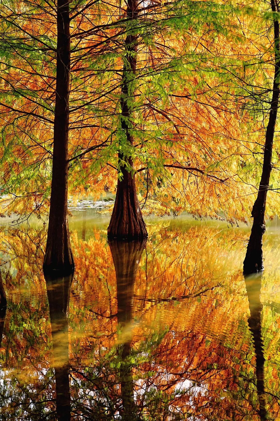 11.10实拍｜在明孝陵抬头看树时被美哭了😭