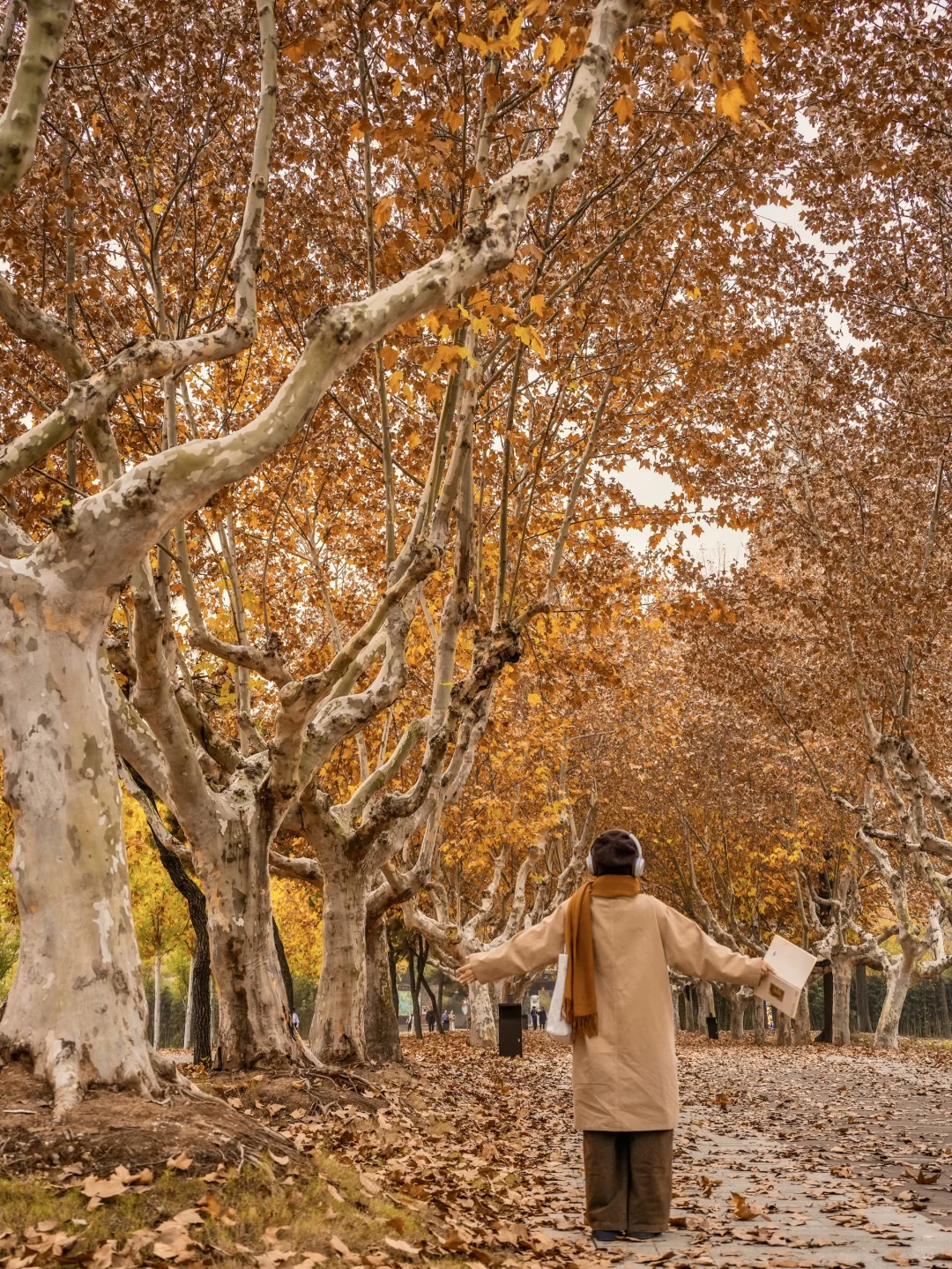 为了这片顶级秋色…在徐州暴走了两小时‼️