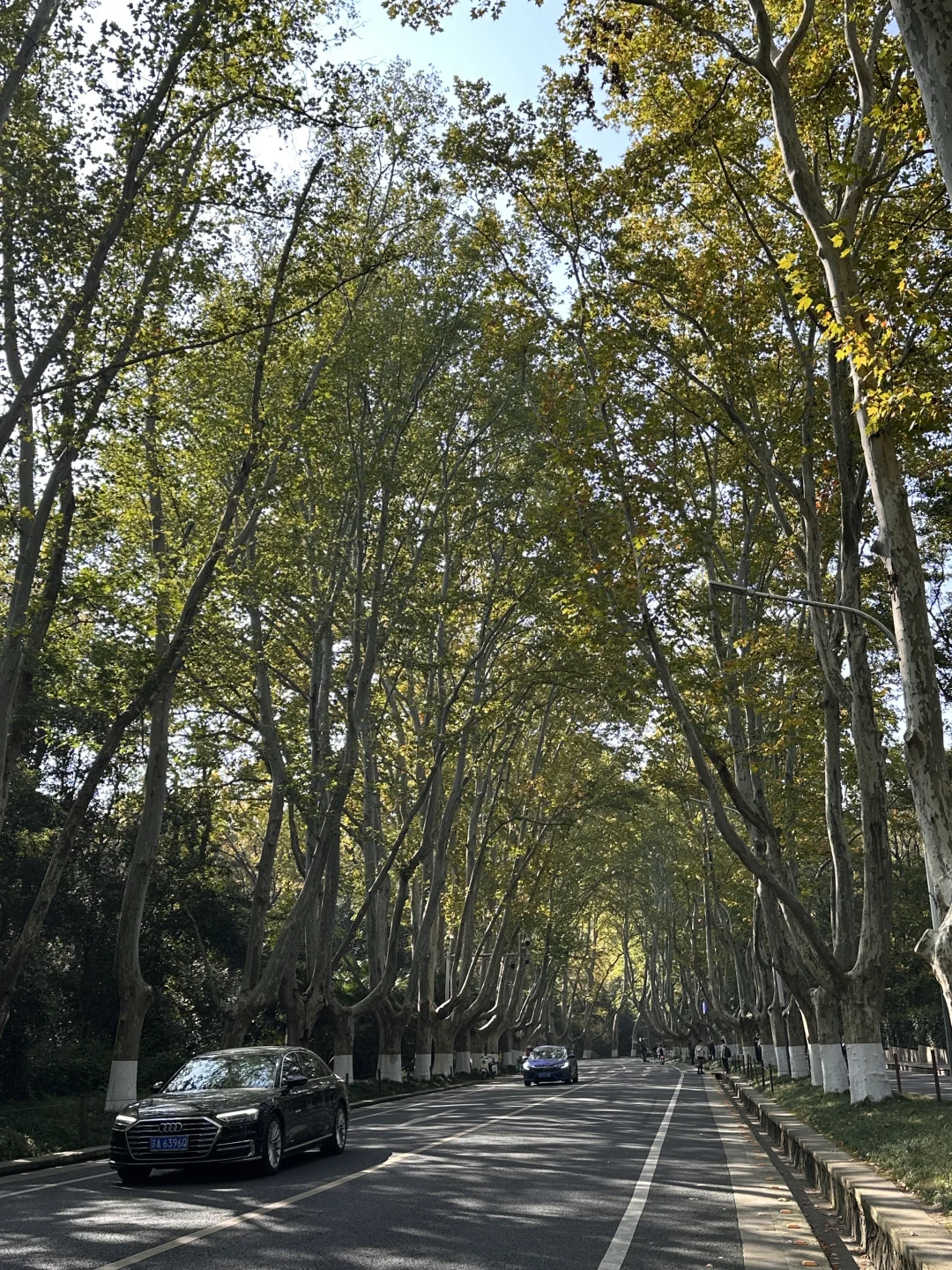 11.13实拍live，南京梧桐大道开始变黄啦❗️