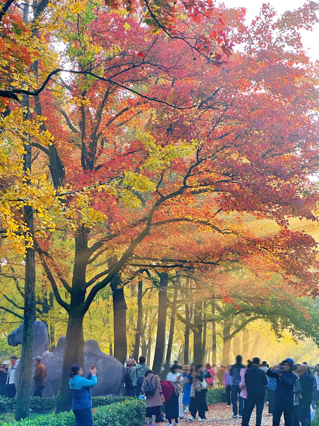 11.12明孝陵：绝美就是这几天，一定要去！