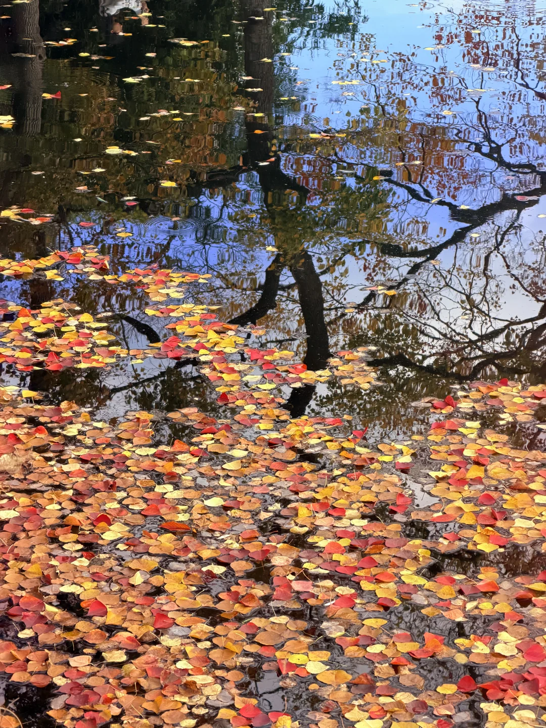 南京｜莫愁湖的乌桕🎨