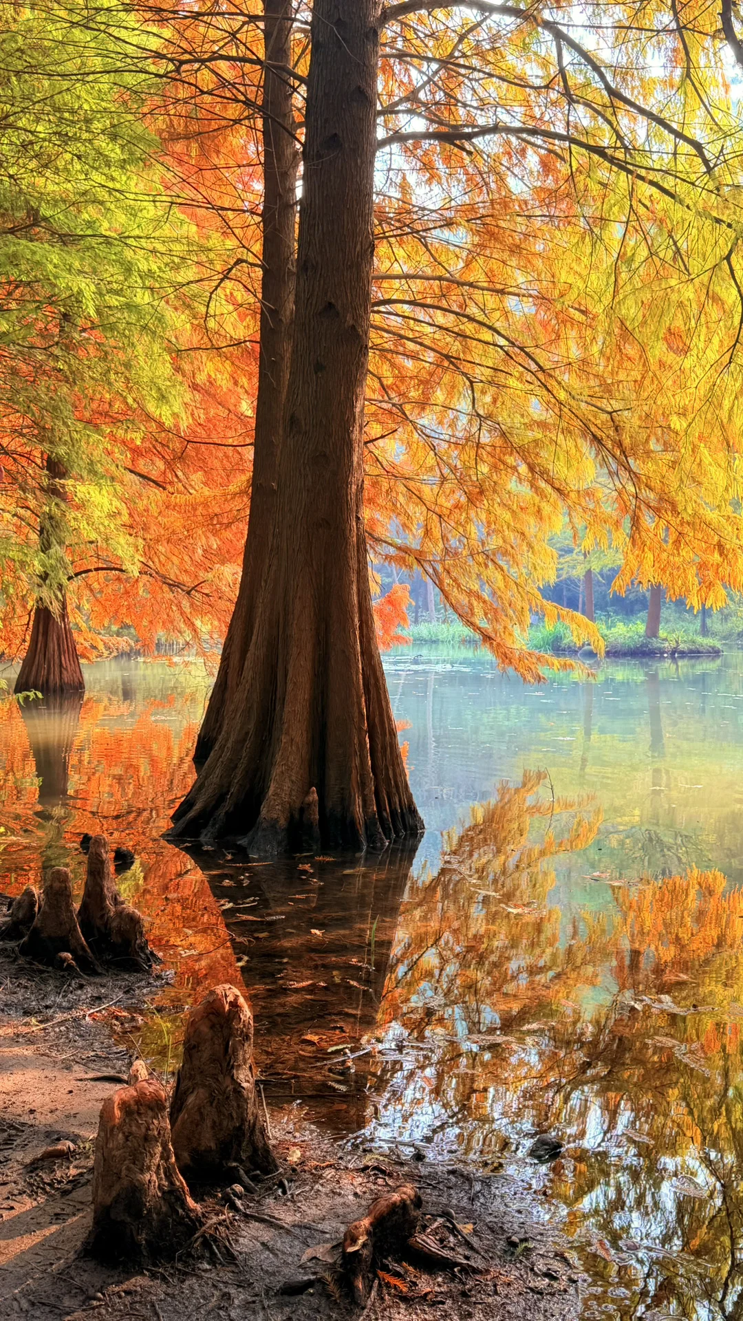 11.14实况|南京燕雀湖的落羽杉杀疯了！！！！