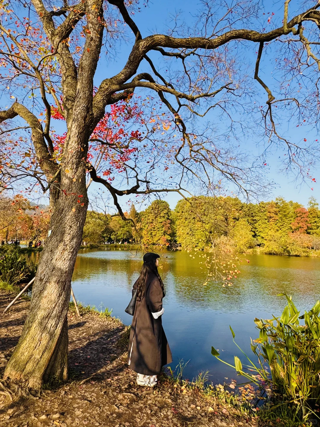2025.11.11 南京中山植物园简直美疯了！！！