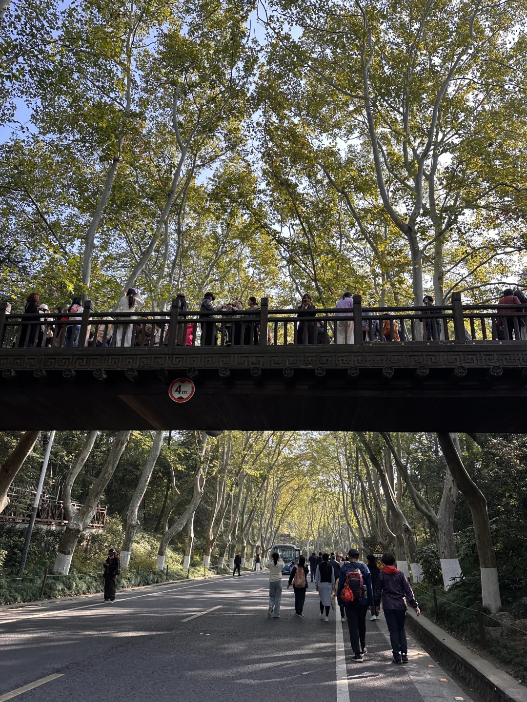 11.13实拍live，南京梧桐大道开始变黄啦❗️