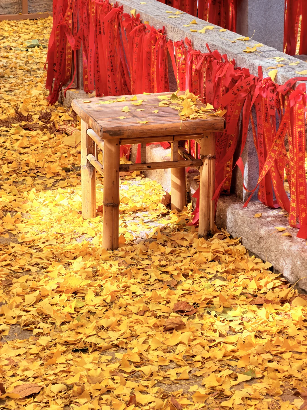 这颗银杏树等了你五百年