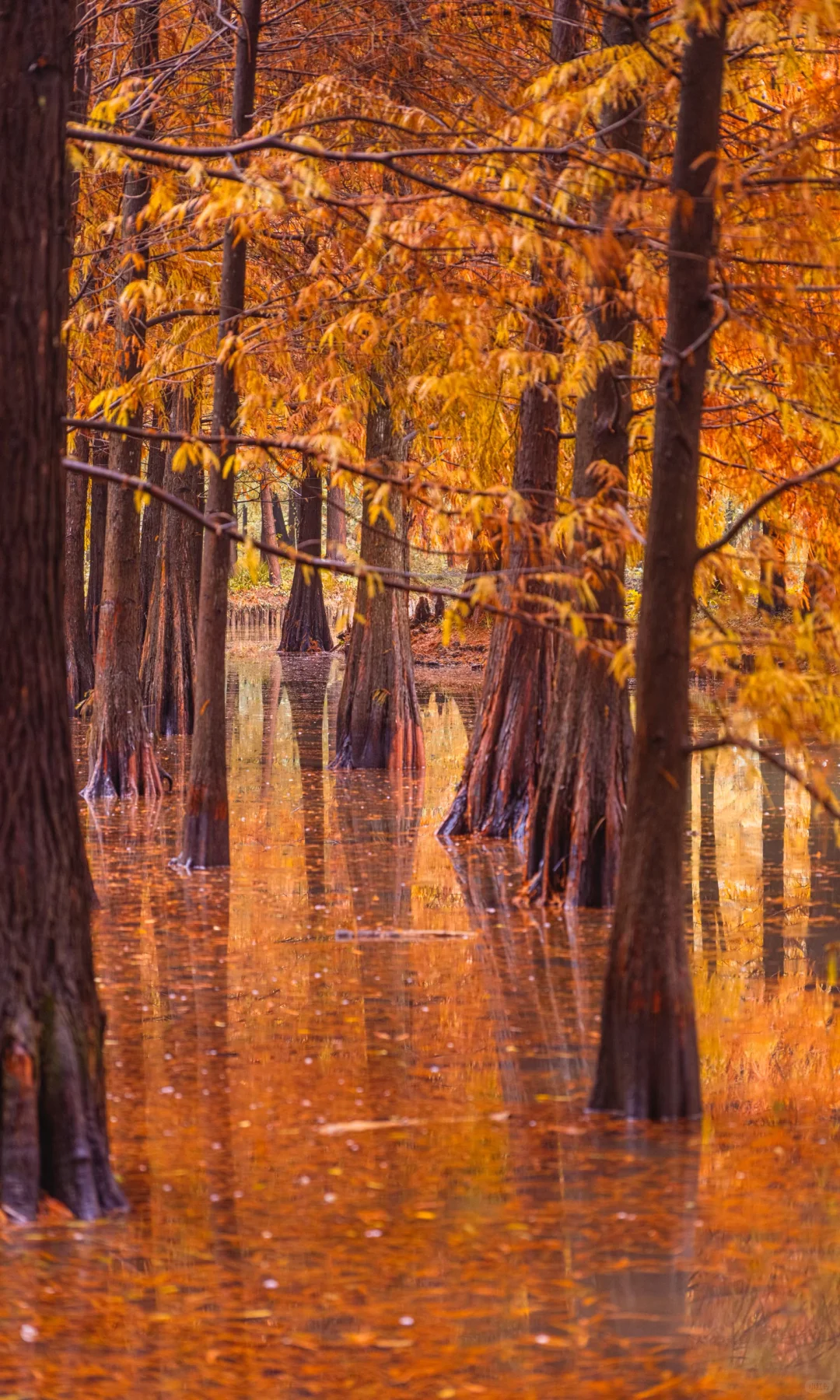 接下来10天，没有一座城市比南京更懂秋天🍂