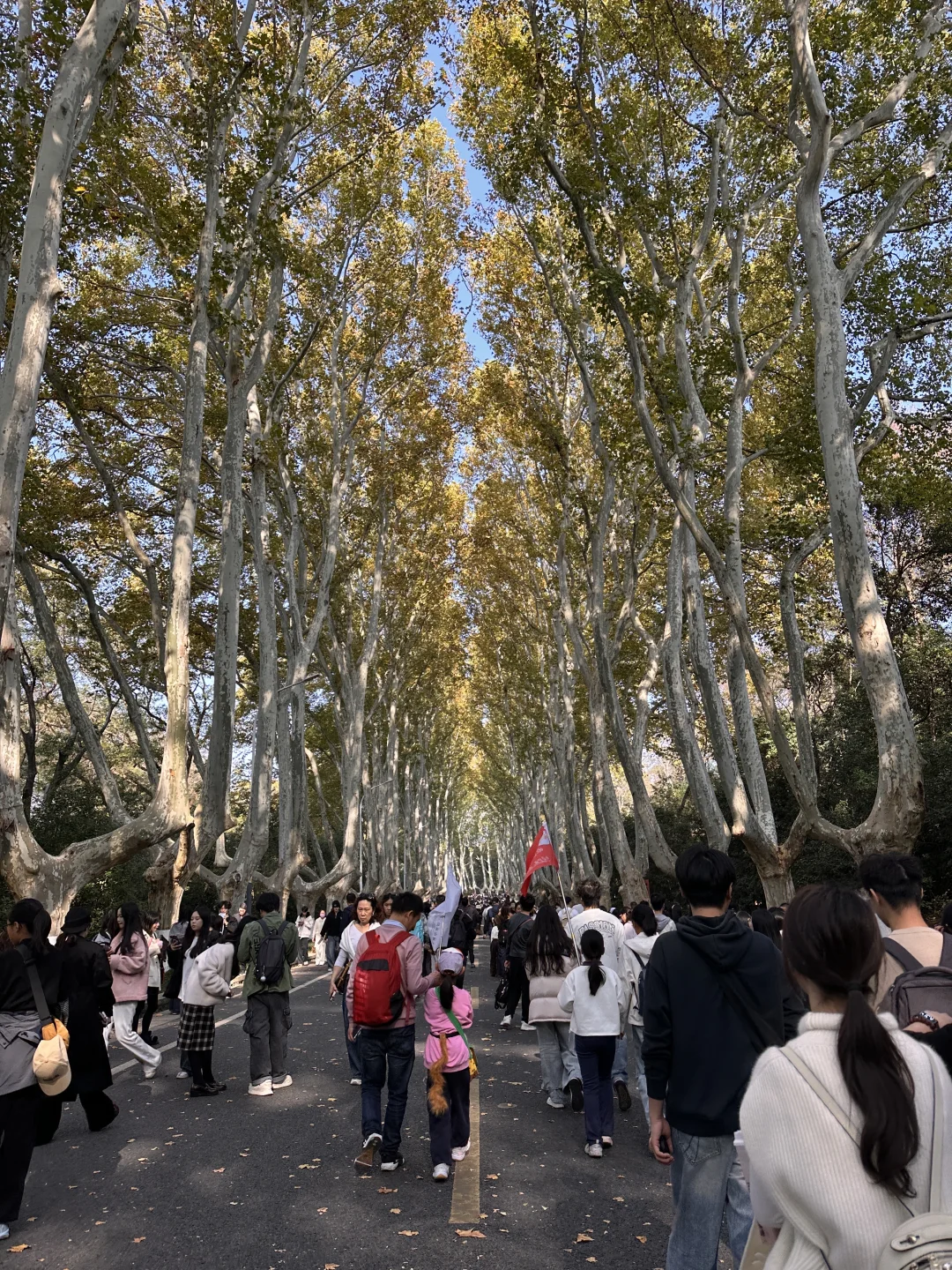 11.14实拍live🔥南京梧桐大道黄叶进度50%