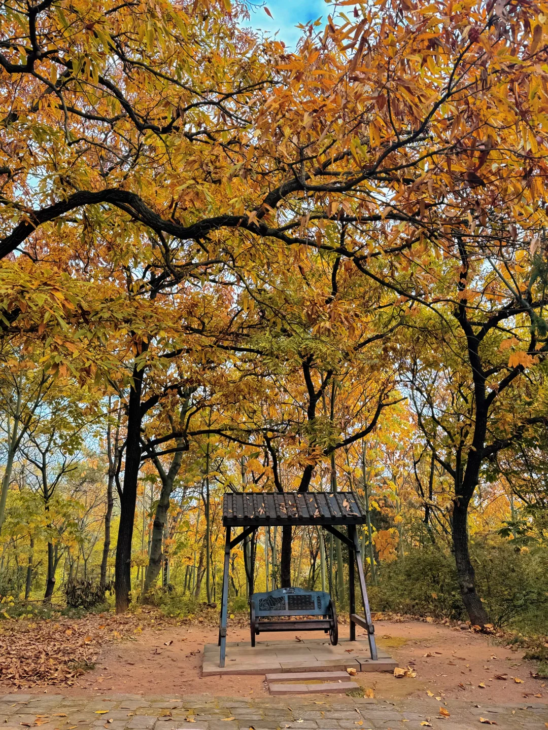 不是南京！徐州梧桐大道杀疯了！！！！！！