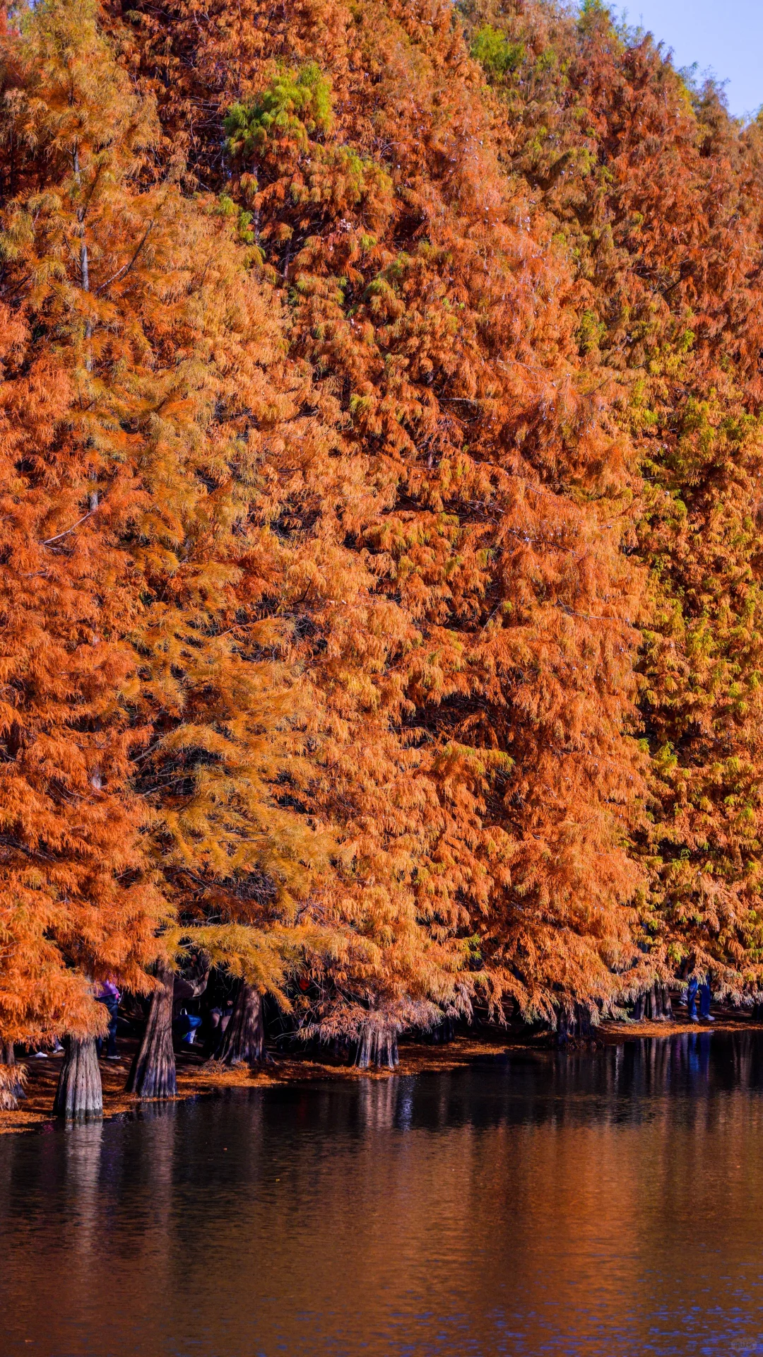 南京的深秋，一把子期待住啦！