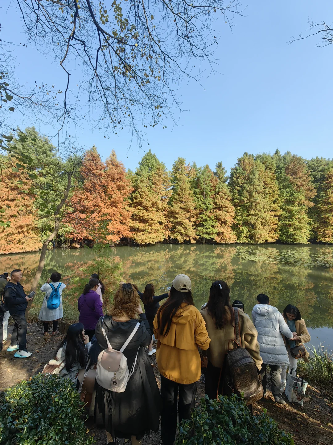 11月15日周末南京燕雀湖实况