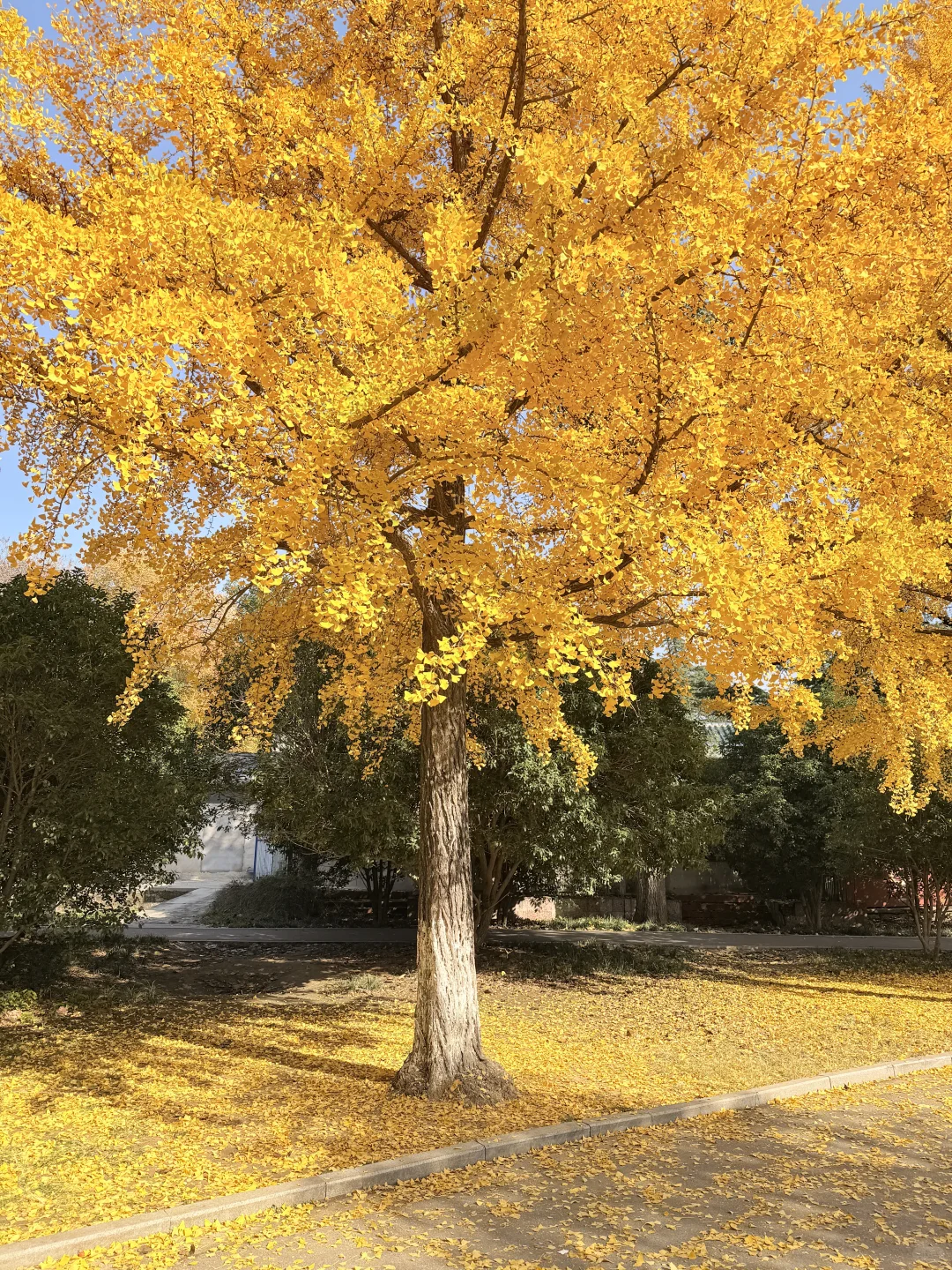 这颗银杏树等了你五百年