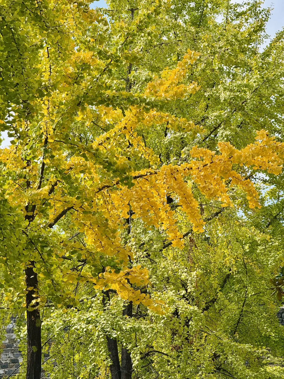 2025.11.12实况！！南京！汉中门银杏美疯了……