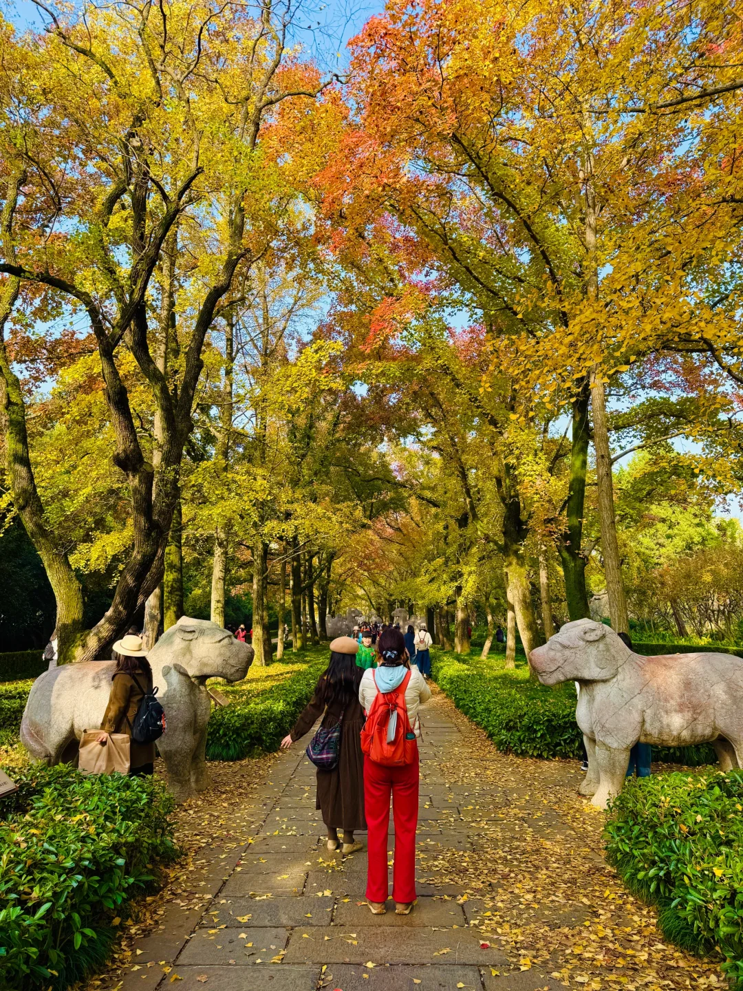 2025.11.10 | 南京明孝陵美爆了！！！！！！！！！