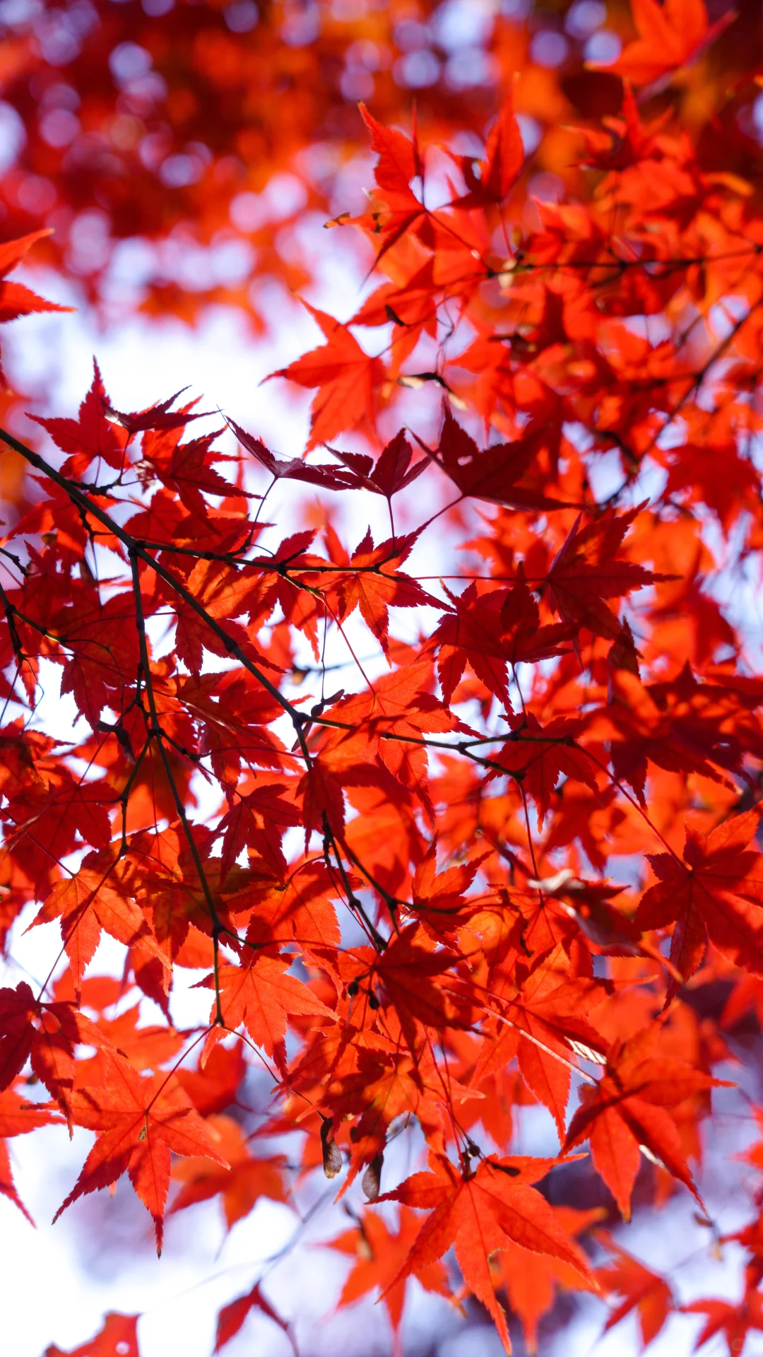 南京的深秋，一把子期待住啦！