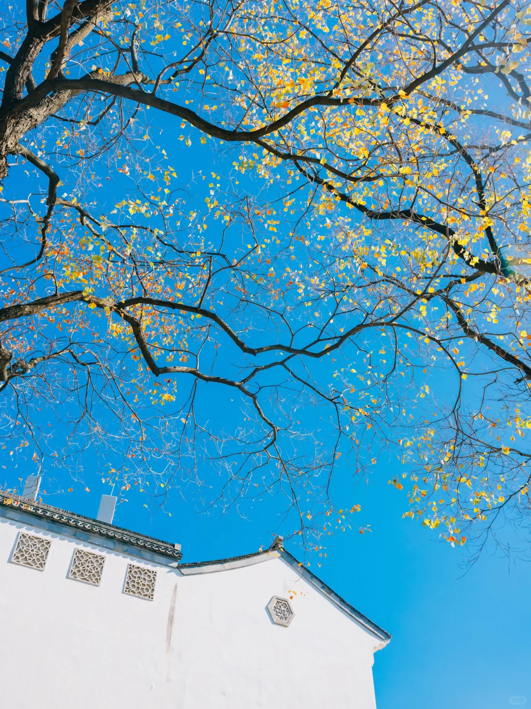 我宣布！没有一个城市比南京更懂得秋天❗️