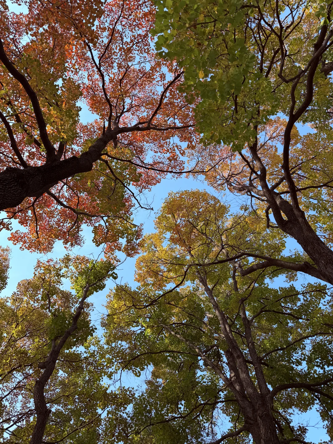 这颗银杏树等了你五百年