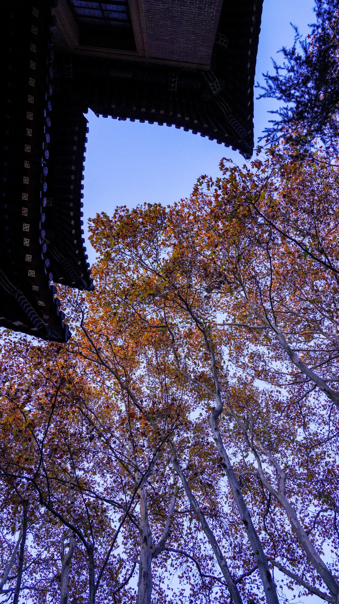 南京的深秋，一把子期待住啦！