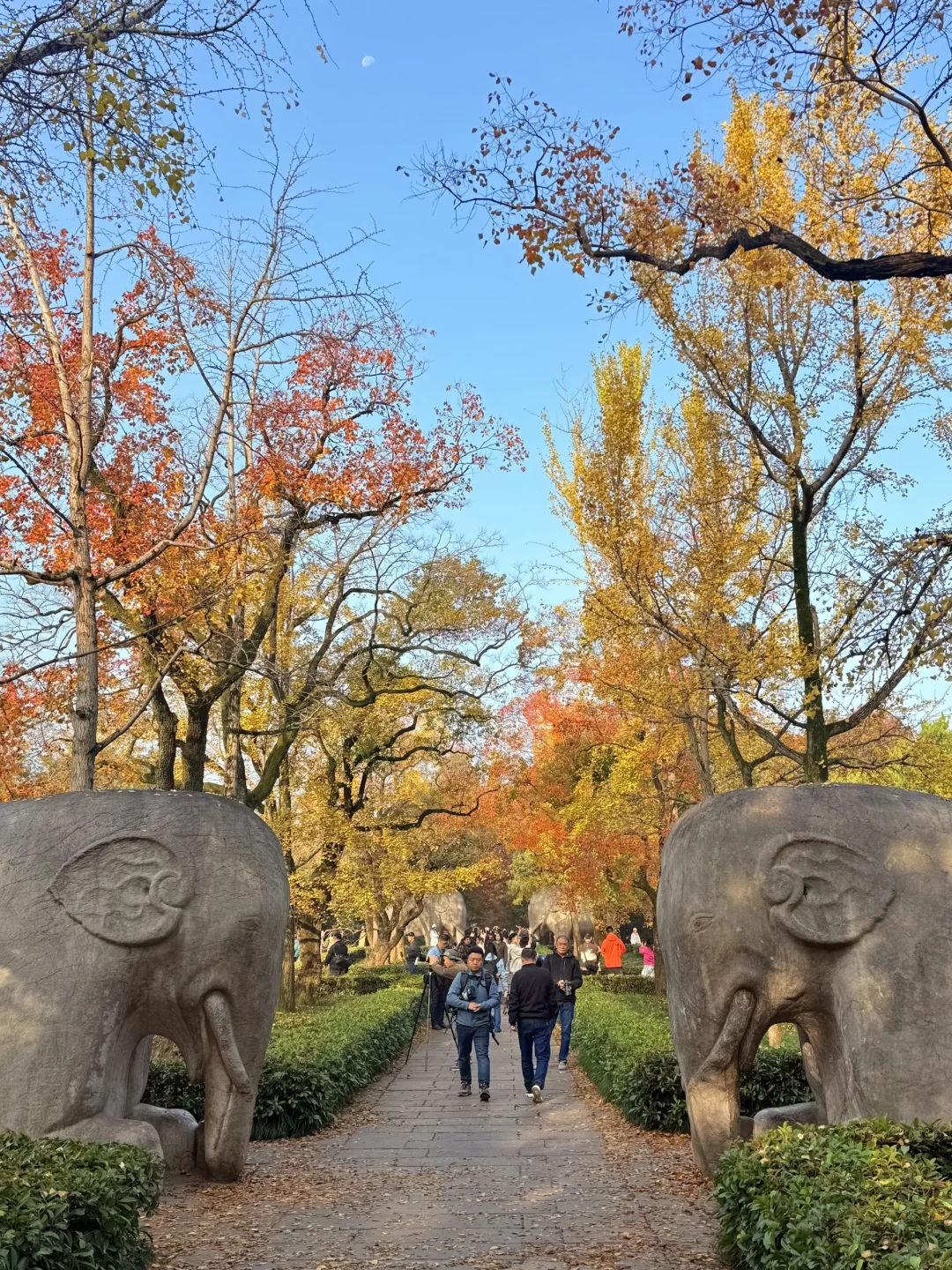 11.10实况｜南京12时特种兵一日游赏秋路线❗️