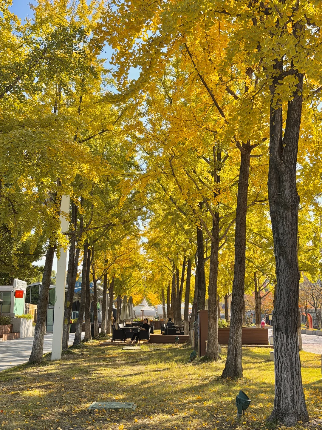 11.11实况！南京银杏大道杀疯了！！🈚️人！！！