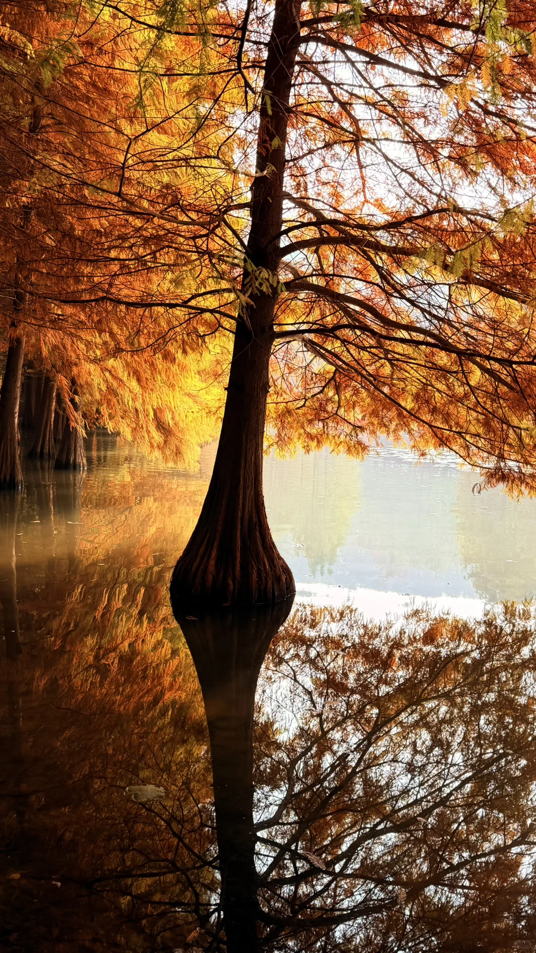 11.14实况|南京燕雀湖的落羽杉杀疯了！！！！