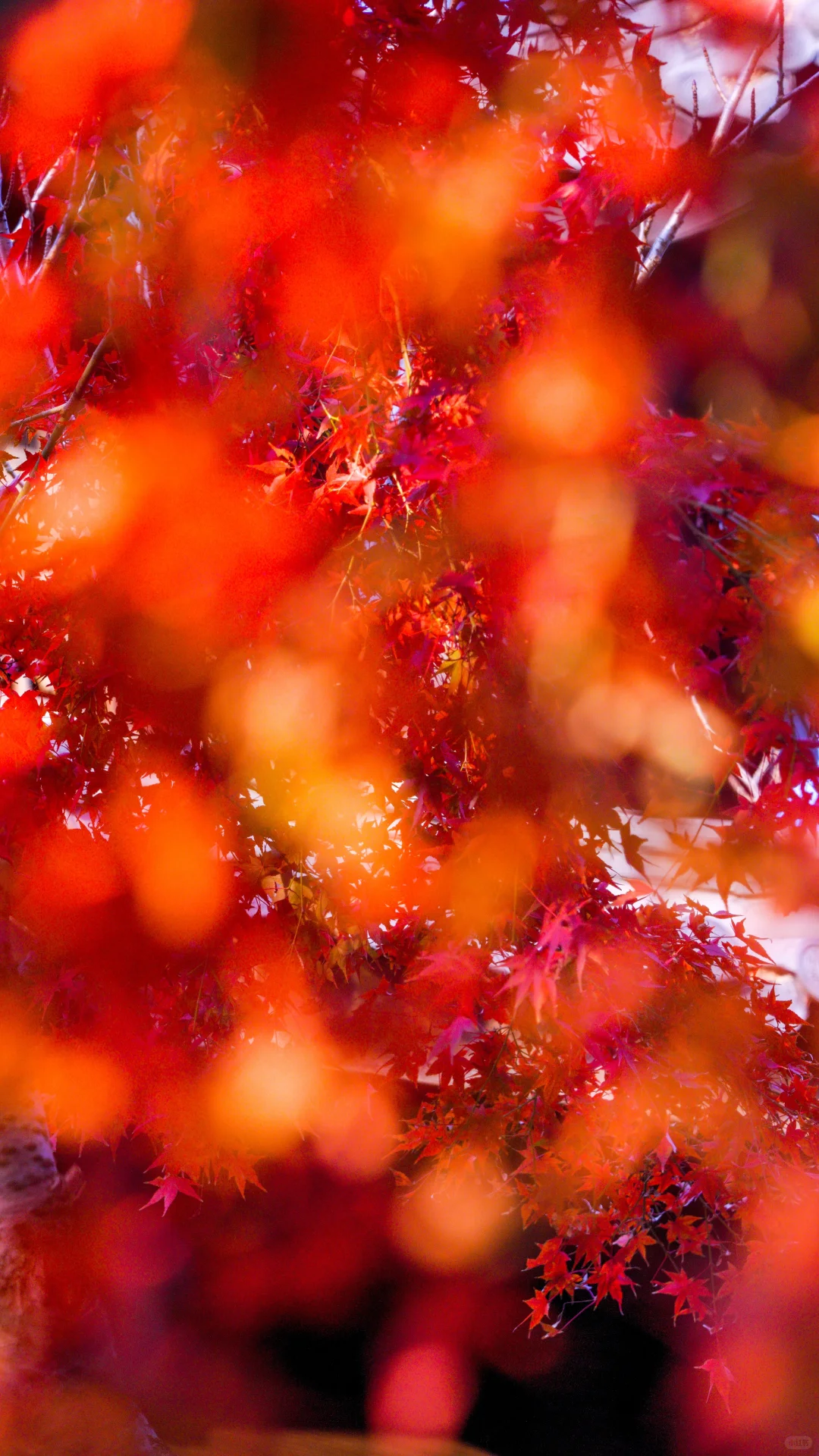 南京的深秋，一把子期待住啦！