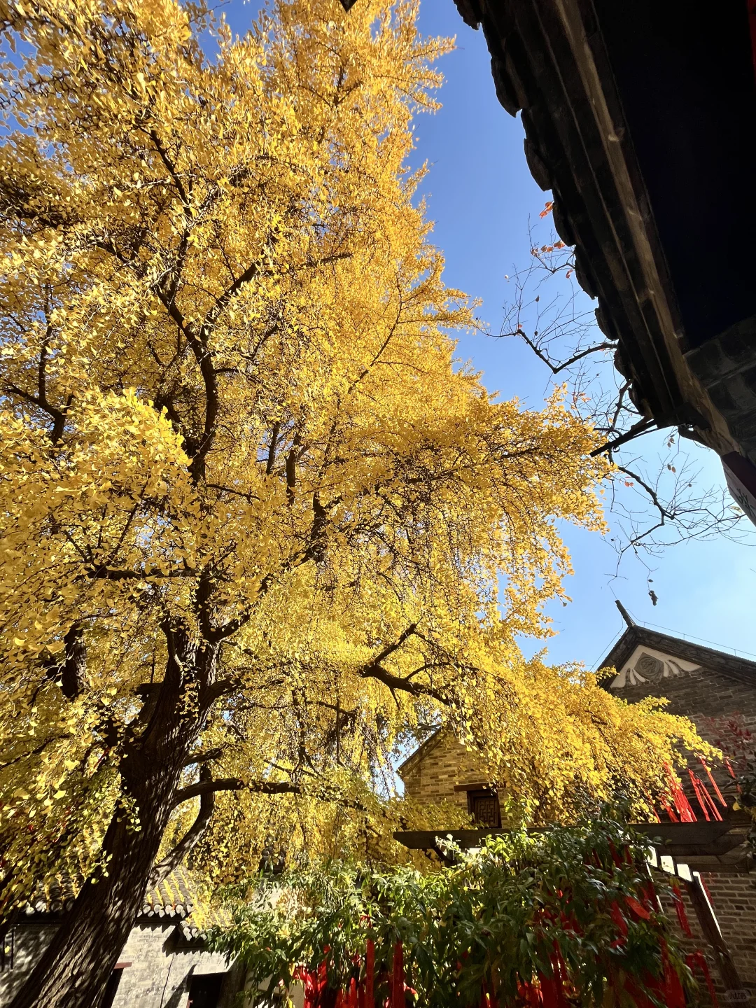 徐州 500年银杏树 最佳“赏味期”还有一周