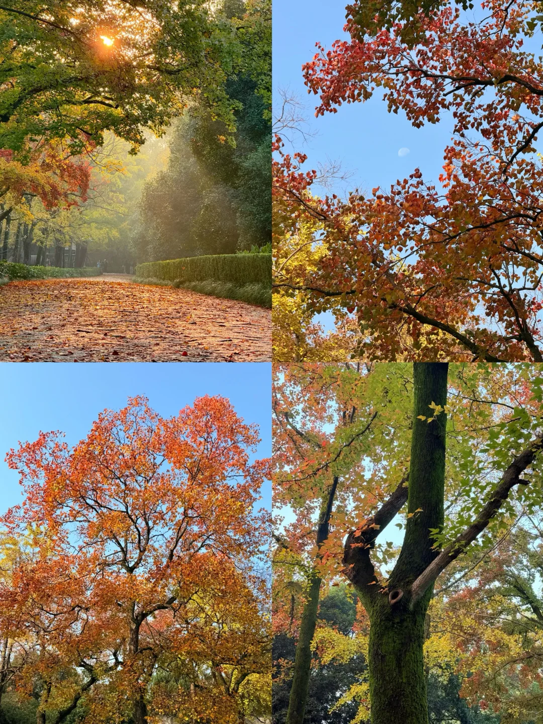 11.10实况｜南京12时特种兵一日游赏秋路线❗️