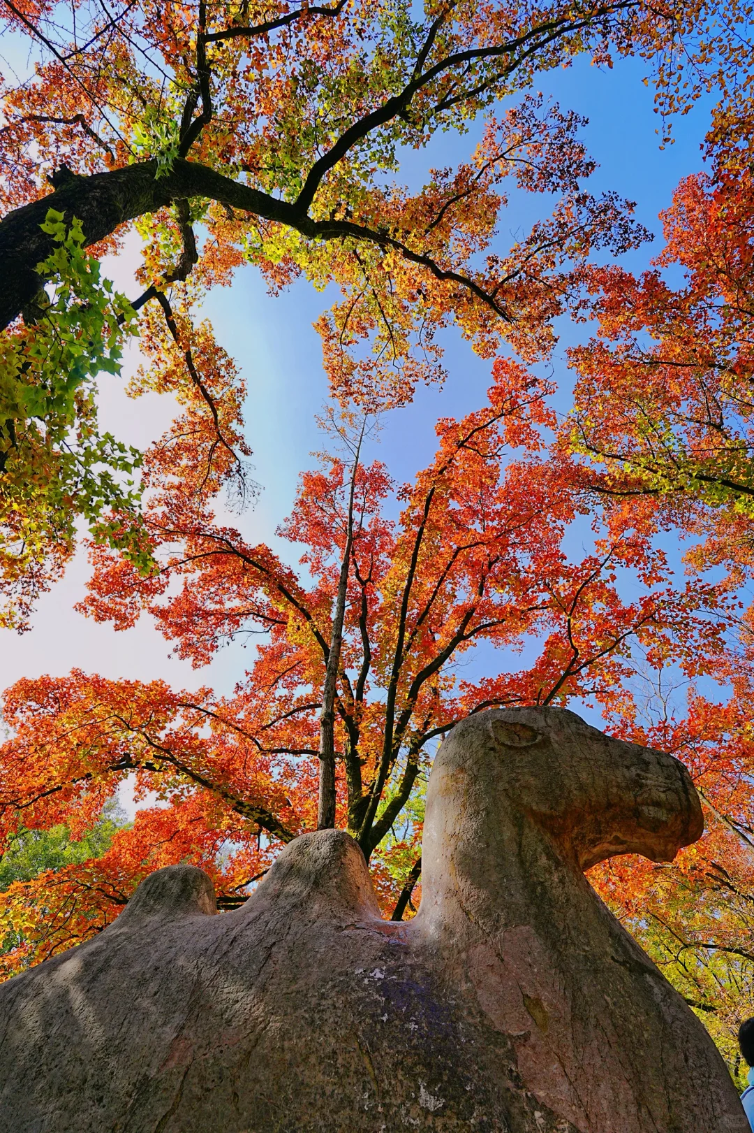 11.10实拍｜在明孝陵抬头看树时被美哭了😭