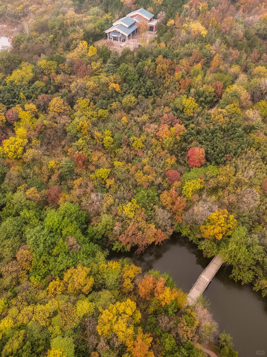为了这片顶级秋色…在徐州暴走了两小时‼️