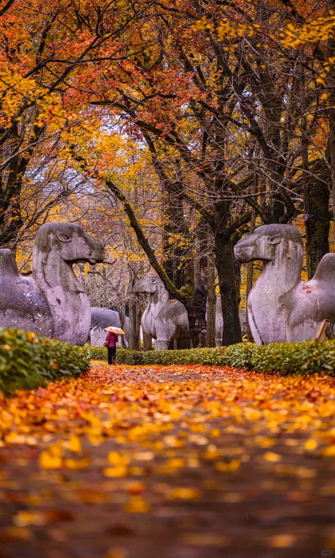 接下来10天，没有一座城市比南京更懂秋天🍂