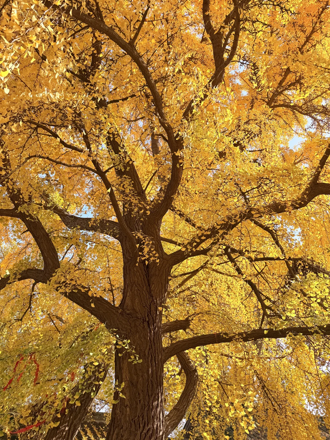 这颗银杏树等了你五百年