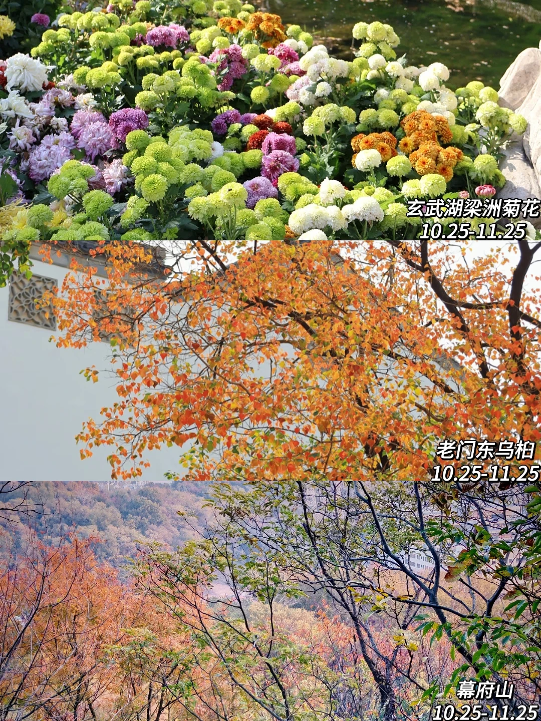 2025年南京赏秋攻略