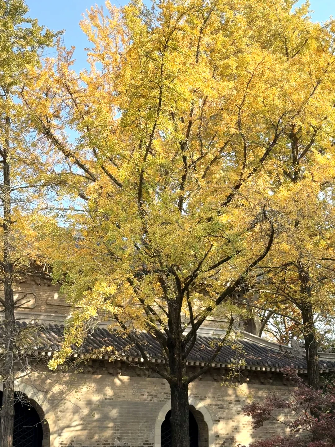 11.16早上南京灵谷寺实拍！银杏进度80%