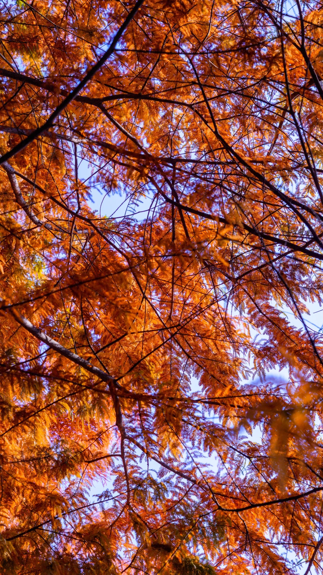 南京的深秋，一把子期待住啦！