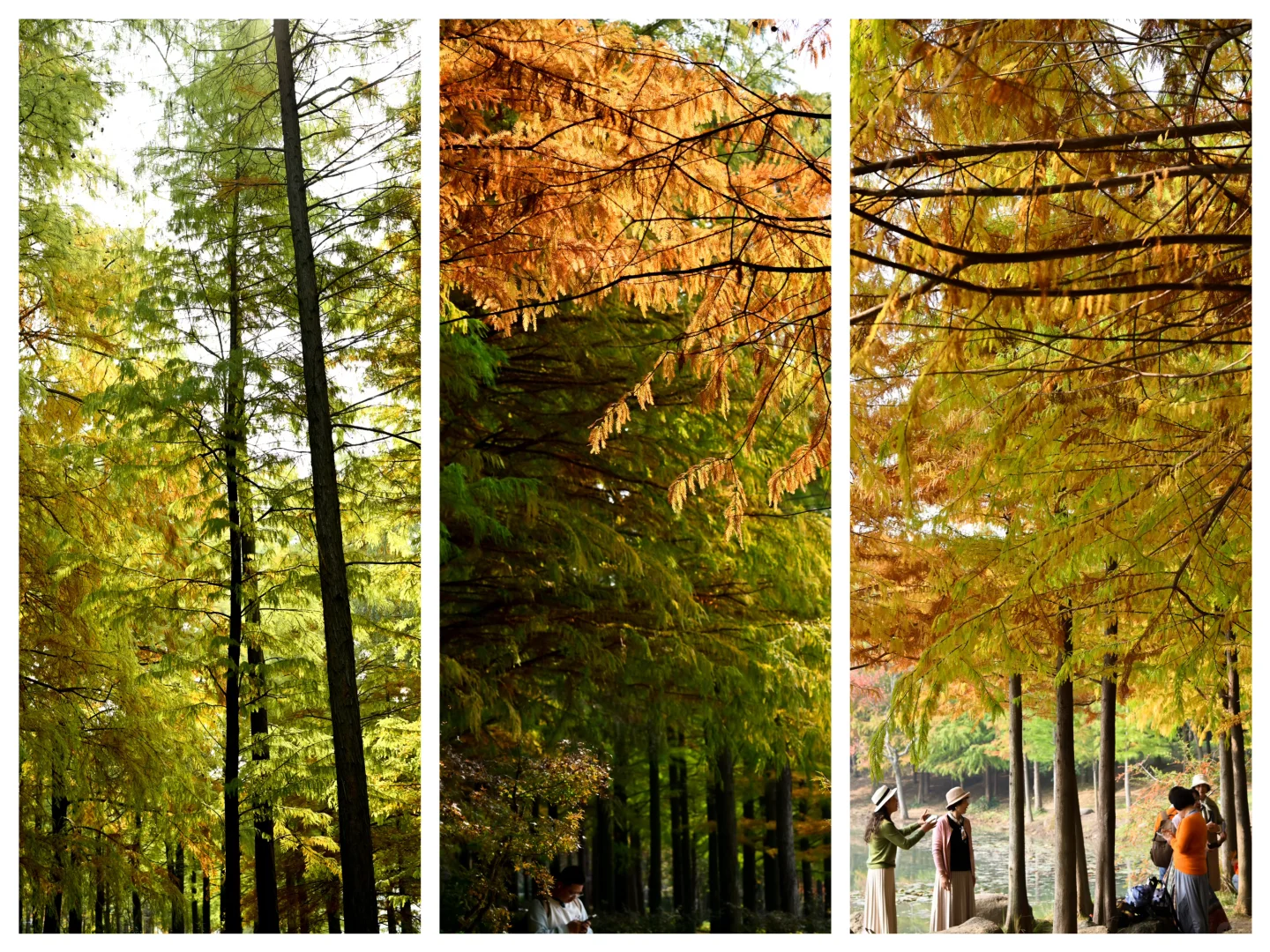 南京/金陵，一个人的旅游