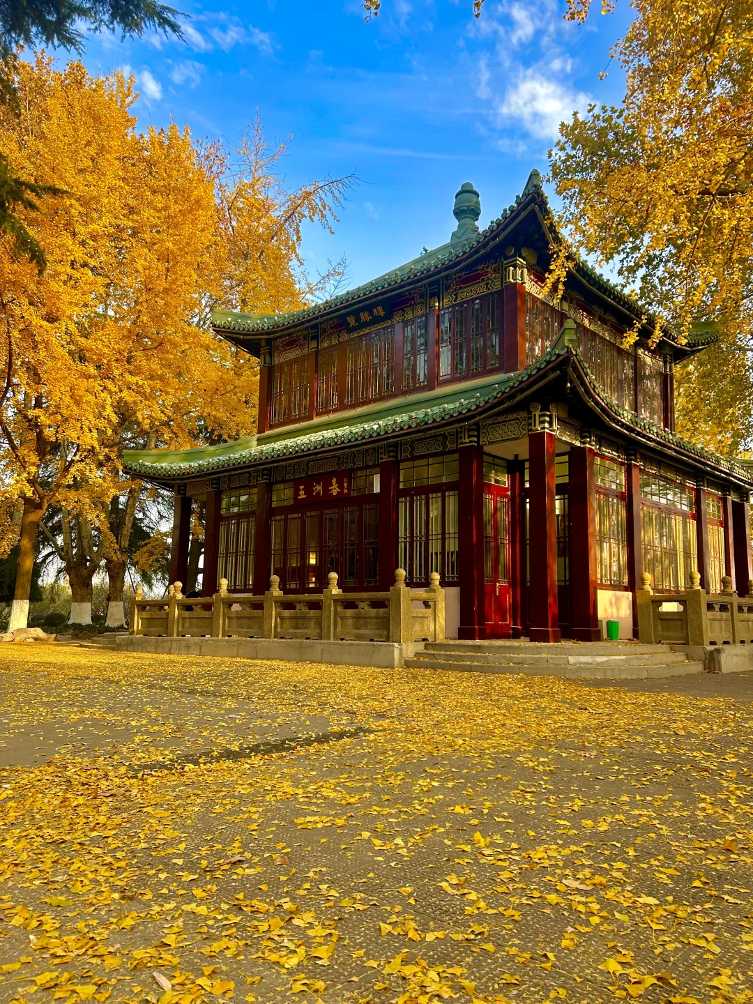 南京就是一座巨大的落叶痛城！枫叶浪漫哭🍁