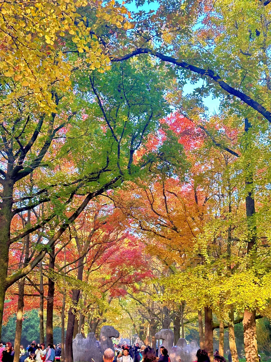 11.12明孝陵：绝美就是这几天，一定要去！