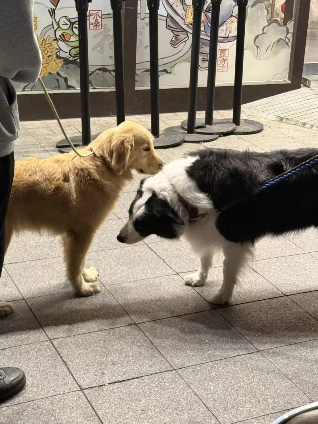 南京有人要养狗子（金毛）吗