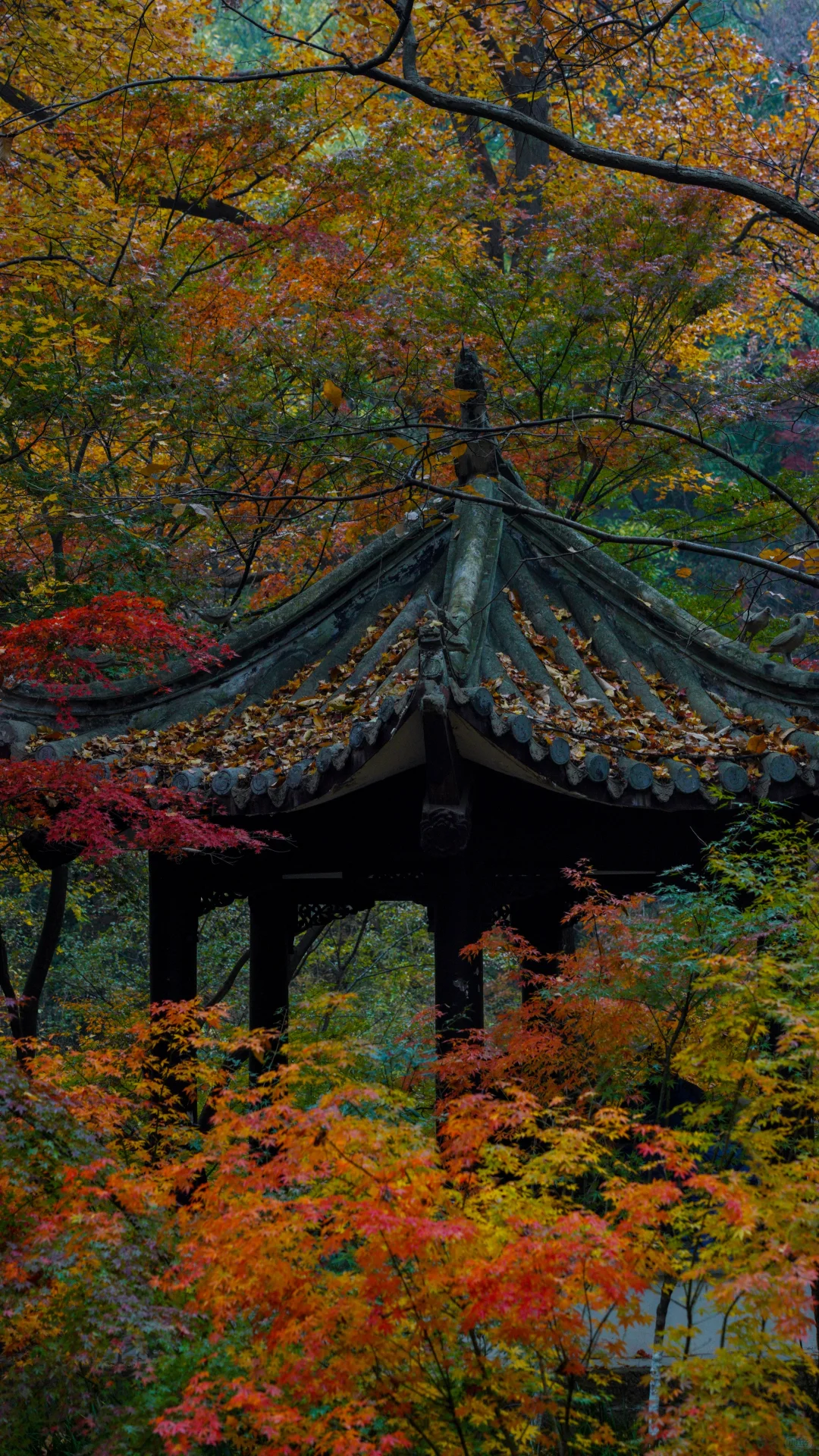 南京的深秋，一把子期待住啦！