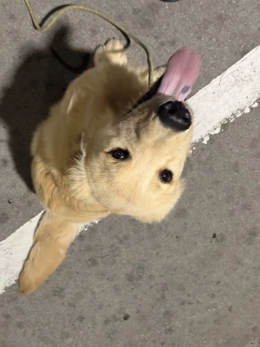 南京有人要养狗子（金毛）吗