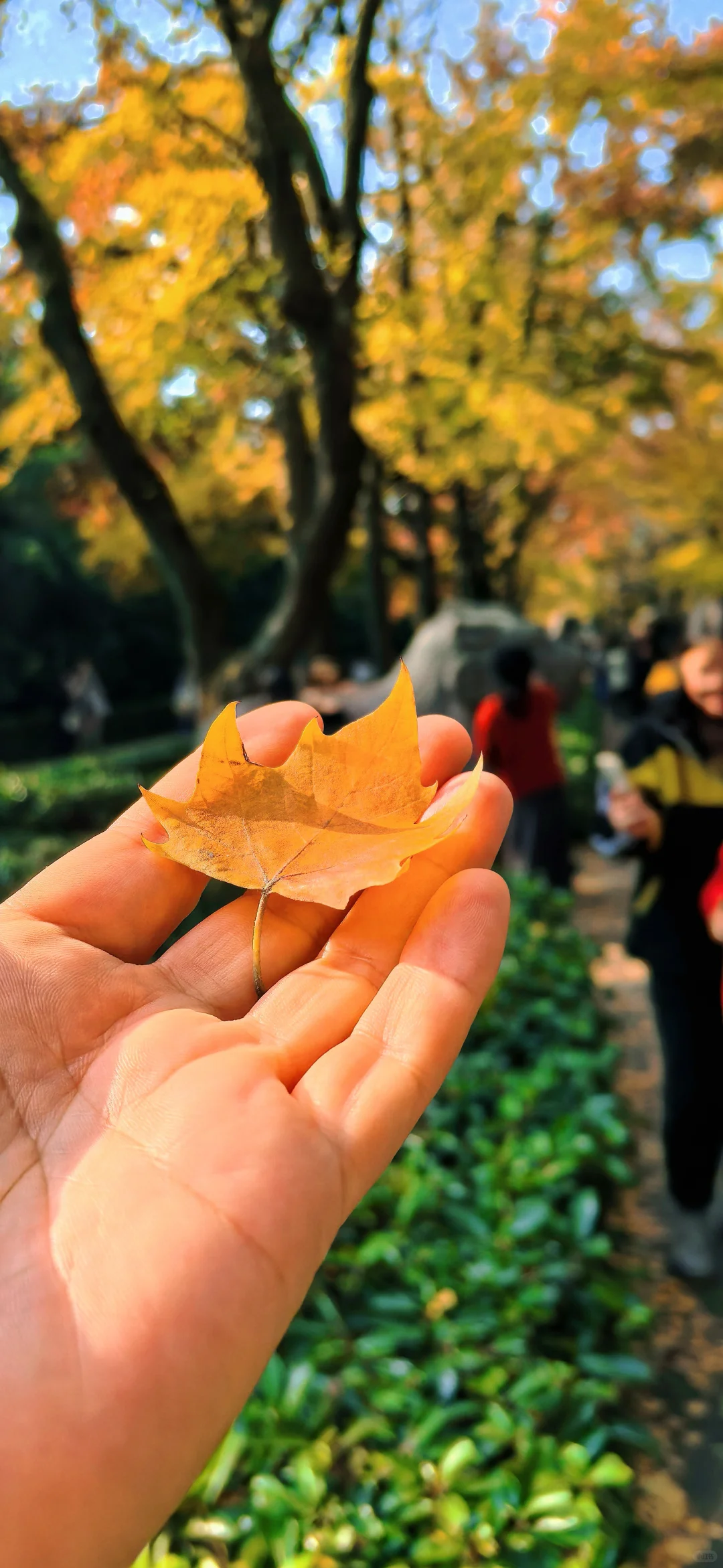 11.13实况南京，明孝陵石像路最美600米