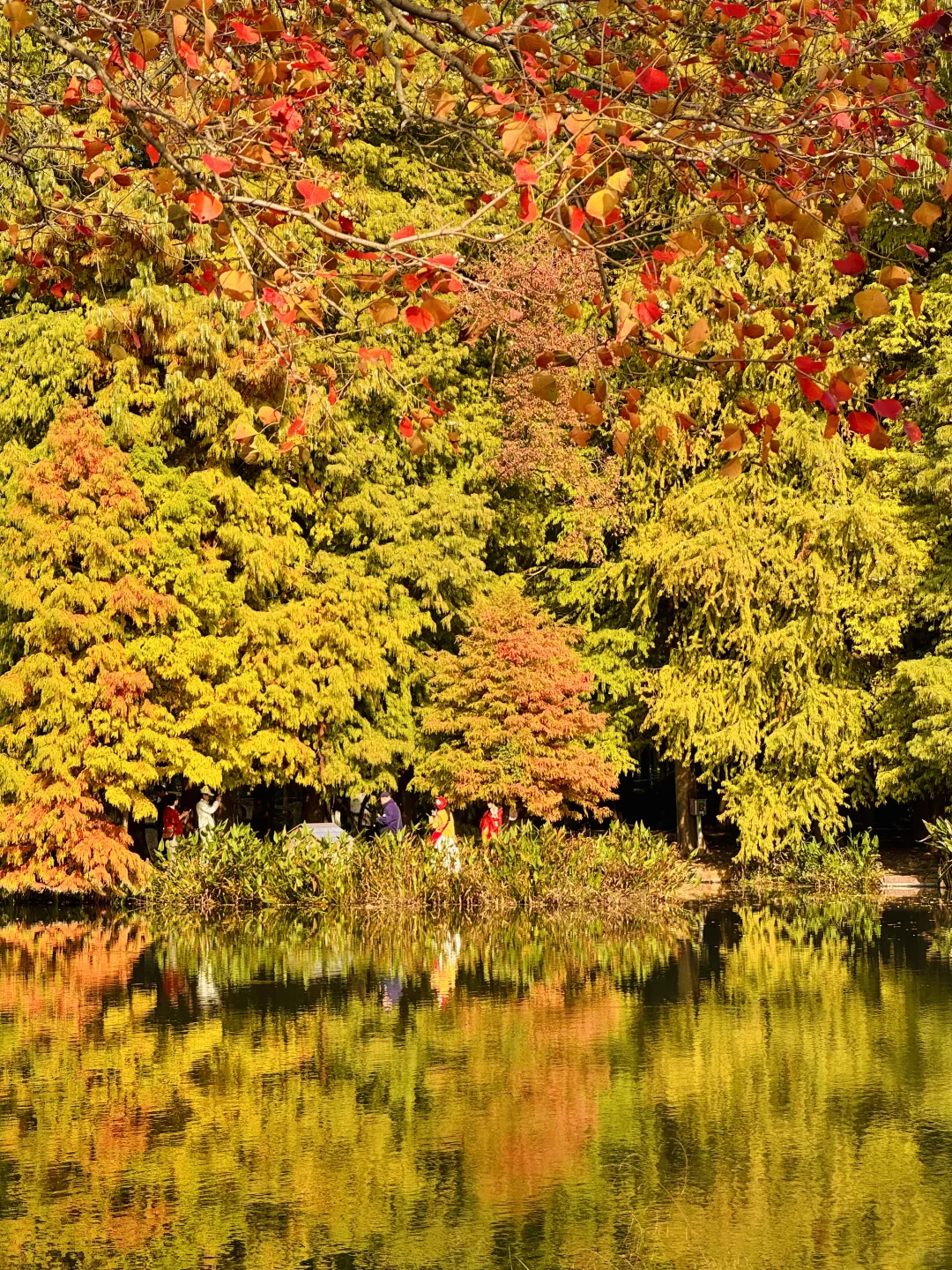 2025.11.11 南京中山植物园简直美疯了！！！