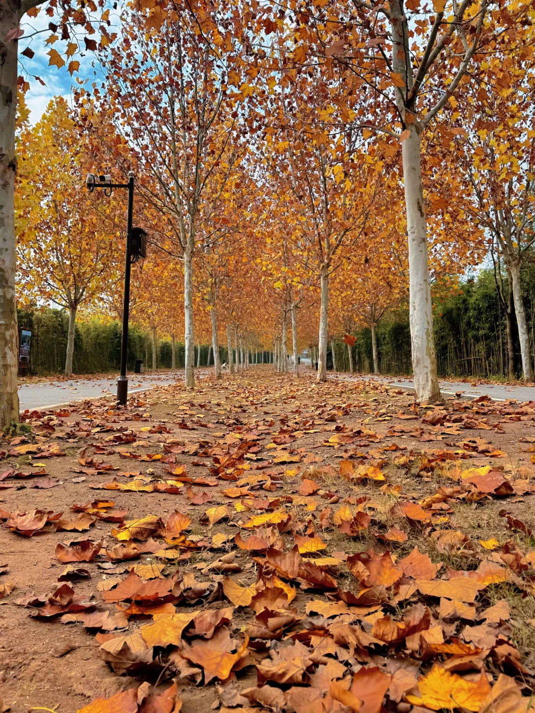 不是南京！徐州梧桐大道杀疯了！！！！！！