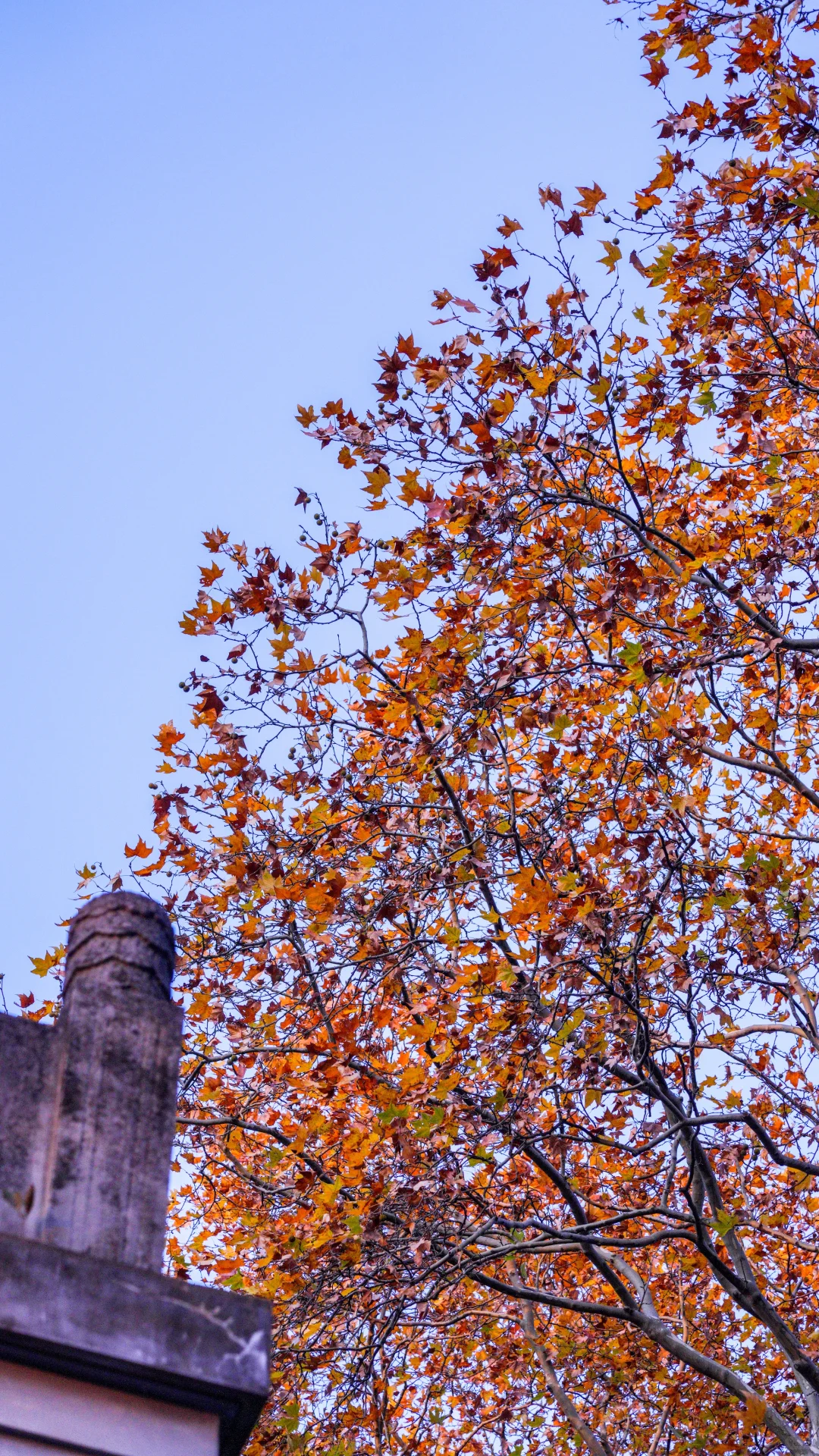 南京的深秋，一把子期待住啦！